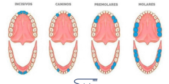 tipos de piezas dentales