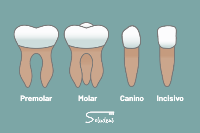 tipos de piezas dentales