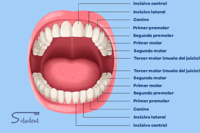 Nombre de los dientes en Alfaz del Pi